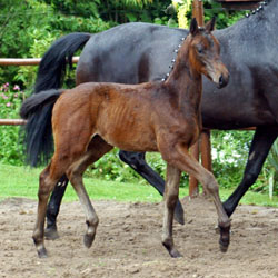 Colt by Summertime out of Pr.St. Esther by Kostolany