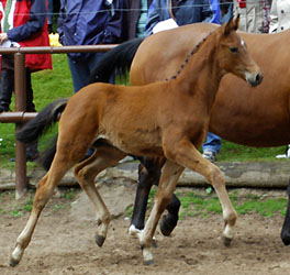 Filly by Summertime out of Sacre Coeur by Sixtus, Foto: Beate Langels, Hämelschenburg