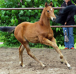 Filly by Summertime out of Sacre Coeur by Sixtus, Foto: Beate Langels, Hämelschenburg
