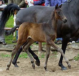 Colt by Summertime out of Belle de Loup by Heuriger, Foto Beate Langels