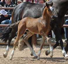 Trakehner Filly by  Saint Cyr out of Greta Garbo by Alter Fritz, Foto: Beate Langels
