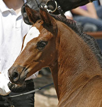Trakehner Filly by  Saint Cyr out of Greta Garbo by Alter Fritz, Foto: Lune Jancke