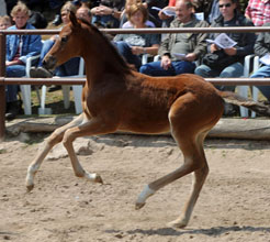 Trakehner Filly by Saint Cyr out of Pr. u. StPrSt. Guendalina by Red Patrick xx - Foto Beate Langels
