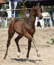 Oldenburger Colt by Symont out of Beloved by Kostolany - Foto Beate Langels