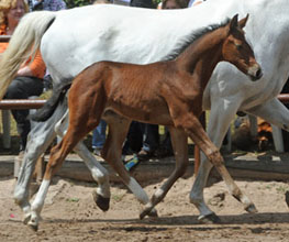 Trakehner Filly by Exclusiv out of Legende X by Primo