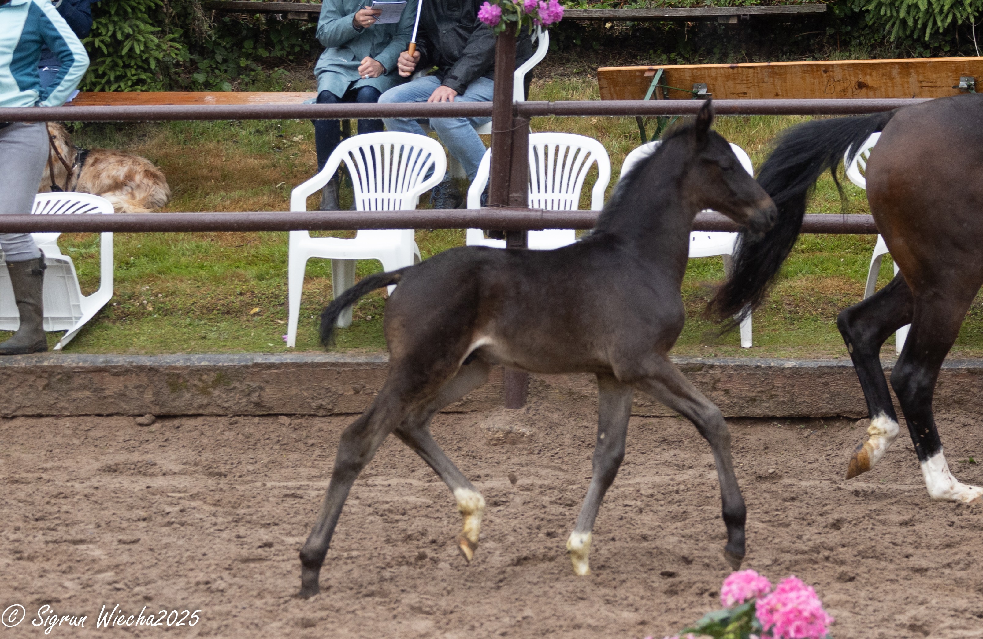 Oldenburger Hengstfohlen von Frst Toto u.d. Schwalbendiva v. Totilas 
 - Trakehner Gestt Hmelschenburg Foto Sigrun Wiecha
