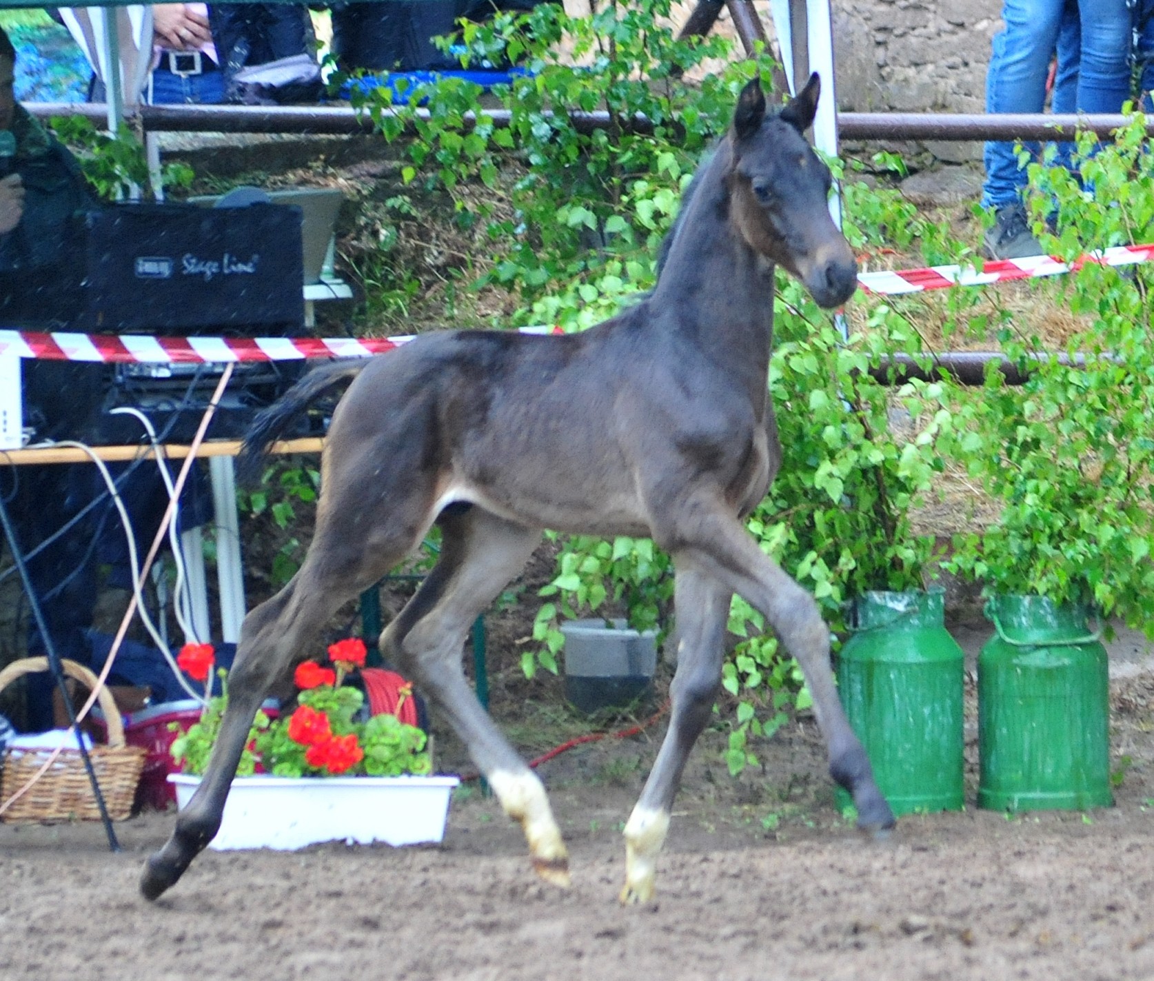 Oldenburger Hengstfohlen von Frst Toto u.d. Schwalbendiva v. Totilas 
 - Trakehner Gestt Hmelschenburg - Beate Langels