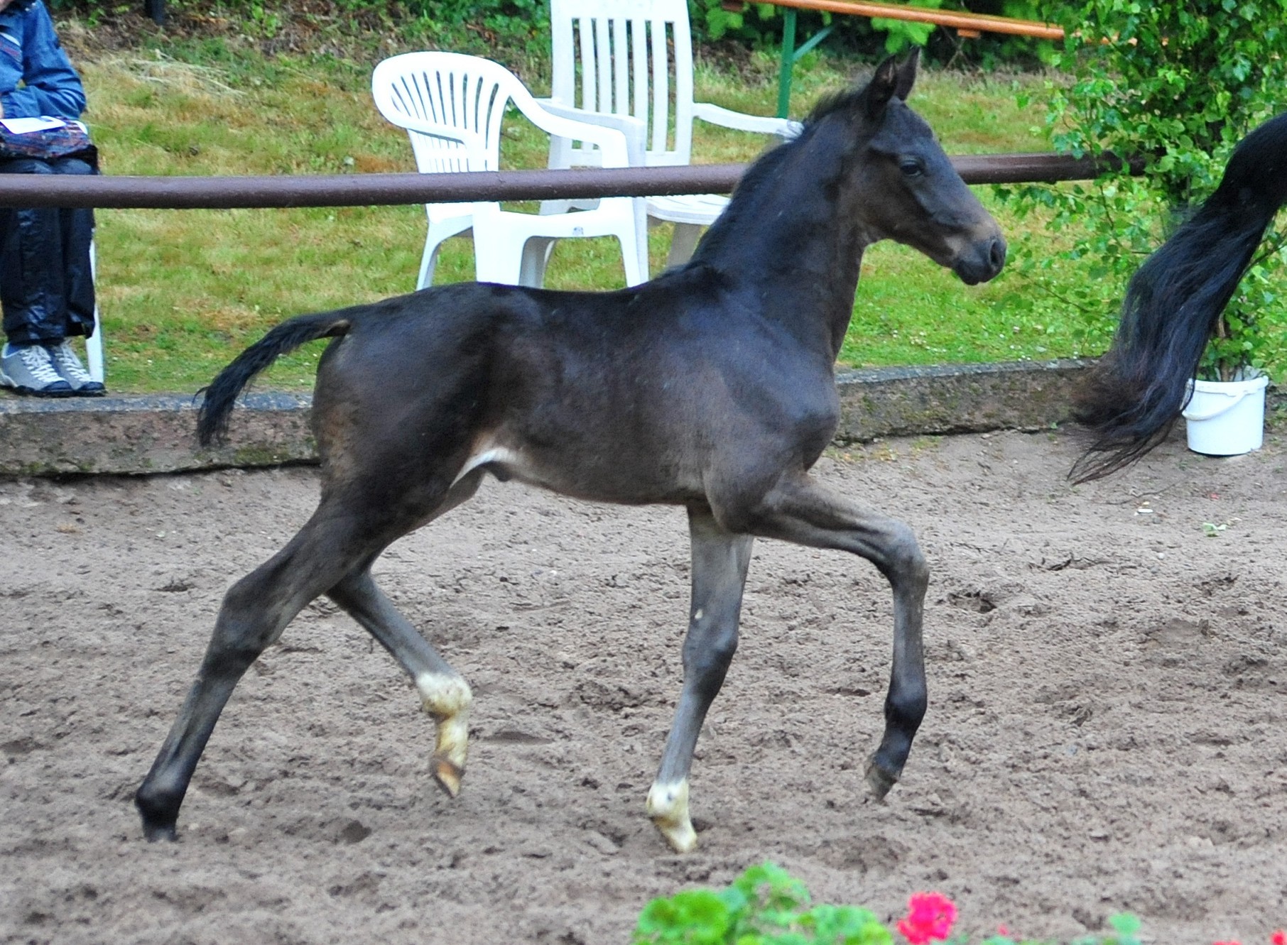 Oldenburger Hengstfohlen von Frst Toto u.d. Schwalbendiva v. Totilas 
 - Trakehner Gestt Hmelschenburg - Beate Langels