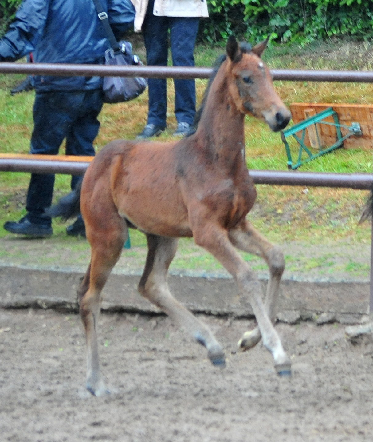 Oldenburger Stutfohlen von O'Toto van de Wimphof u.d. Schwalbenflocke v. Sir Donnerhall I u.d. Schwalbendiva v. Totilas 
 - Trakehner Gestt Hmelschenburg - Beate Langels