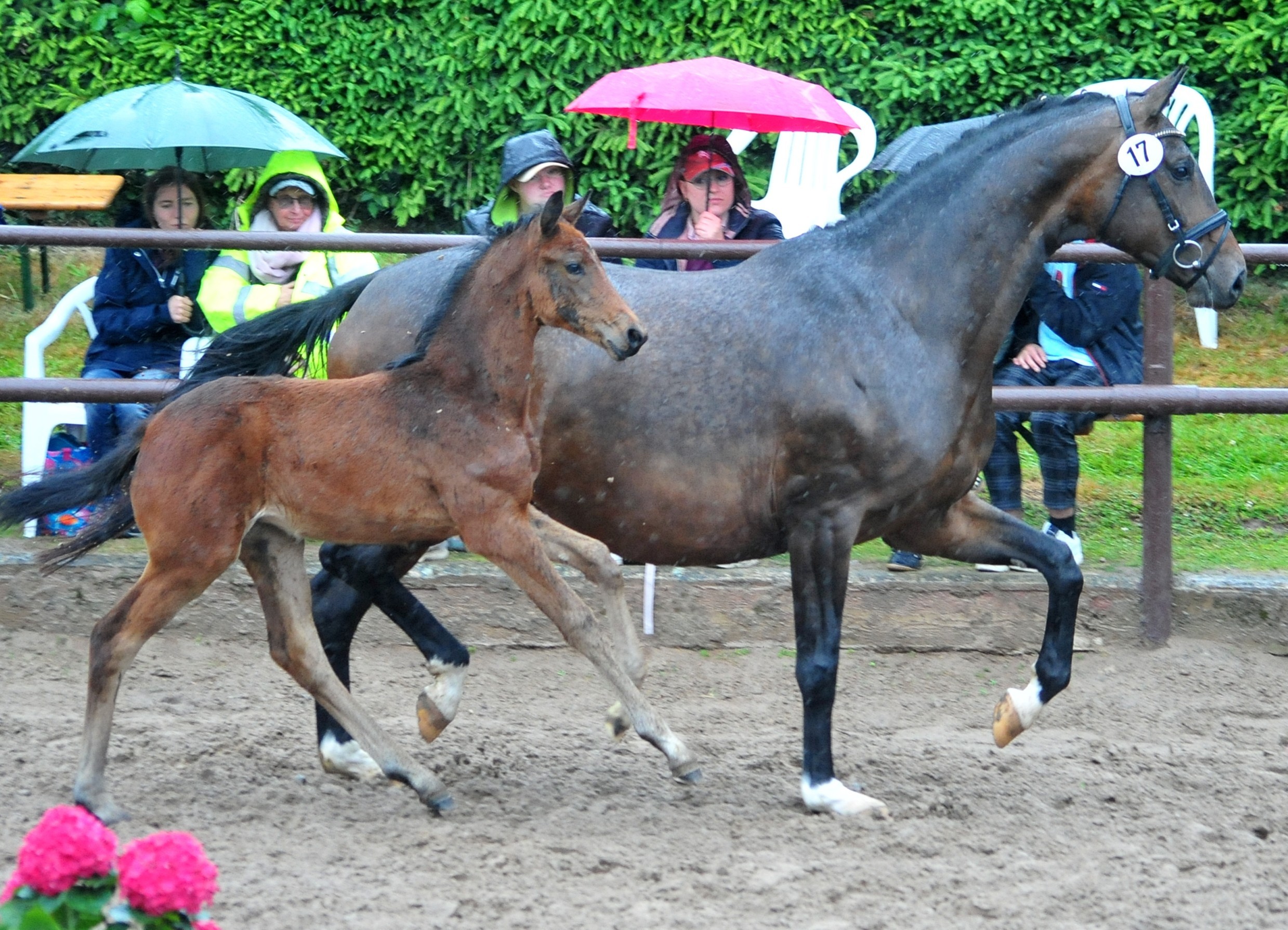 Oldenburger Stutfohlen von O'Toto van de Wimphof u.d. Schwalbenflocke v. Sir Donnerhall I u.d. Schwalbendiva v. Totilas 
 - Trakehner Gestt Hmelschenburg - Beate Langels