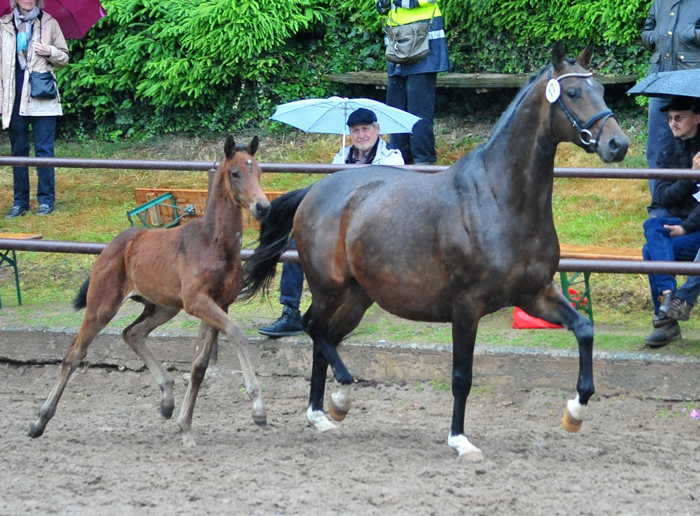 Oldenburger Stutfohlen von O'Toto van de wimphof u.d. Schwalbenflocke v. Sir Donnerhall I u.d. Schwalbendiva v. Totilas 
 - Trakehner Gestt Hmelschenburg - Beate Langels
