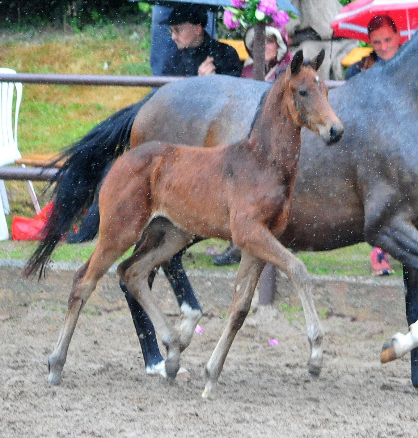 Oldenburger Stutfohlen von O'Toto van de wimphof u.d. Schwalbenflocke v. Sir Donnerhall I u.d. Schwalbendiva v. Totilas 
 - Trakehner Gestt Hmelschenburg - Beate Langels