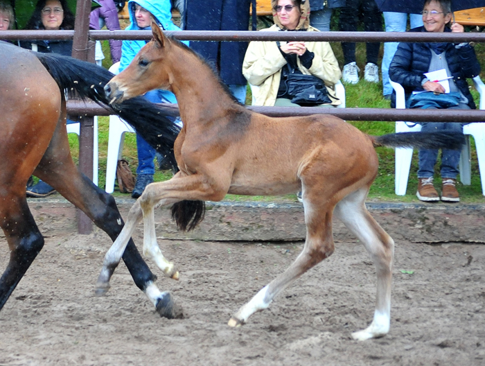 Trakehner Hengstfohlen von Glcksruf u.d. Pr.St. Val d'Amour v. Tantalos - High Motion  - Gestt Hmelschenburg - Beate Langels