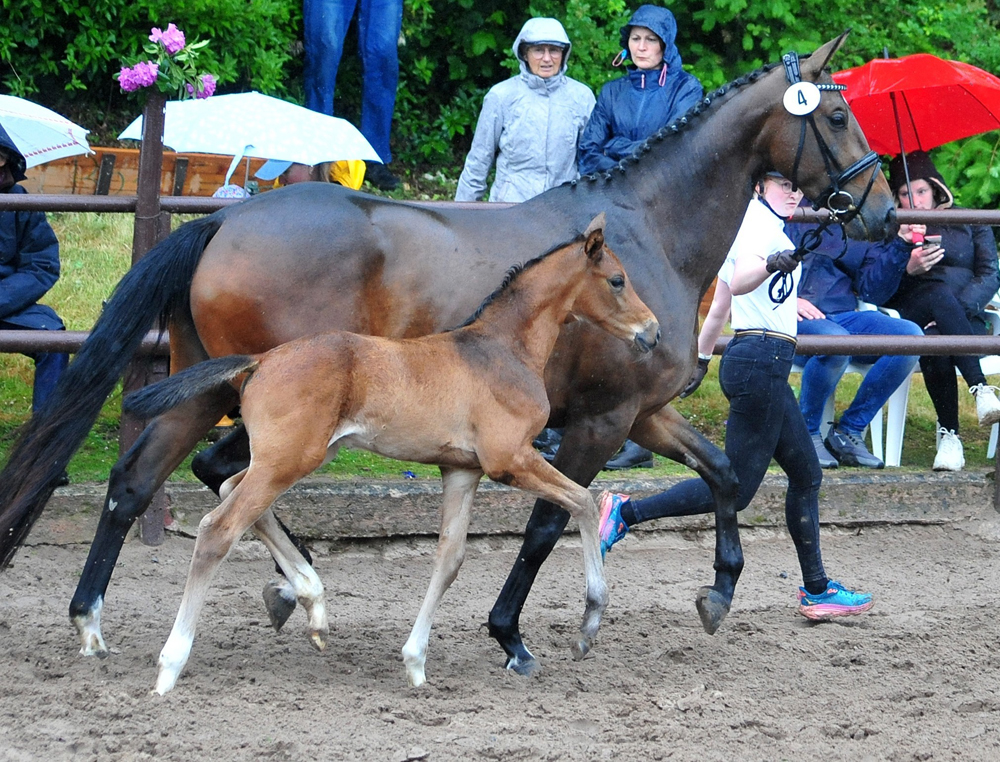 Trakehner Hengstfohlen von Glcksruf u.d. Pr.St. Val d'Amour v. Tantalos - High Motion  - Gestt Hmelschenburg - Beate Langels