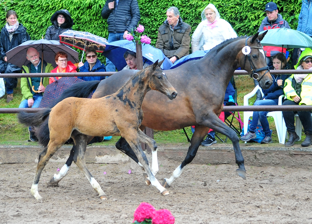 Trakehner Hengstfohlen von Glcksruf u.d. Pr.St. Gabbana v. High Motion - Alter Fritz  - Gestt Hmelschenburg - Beate Langels