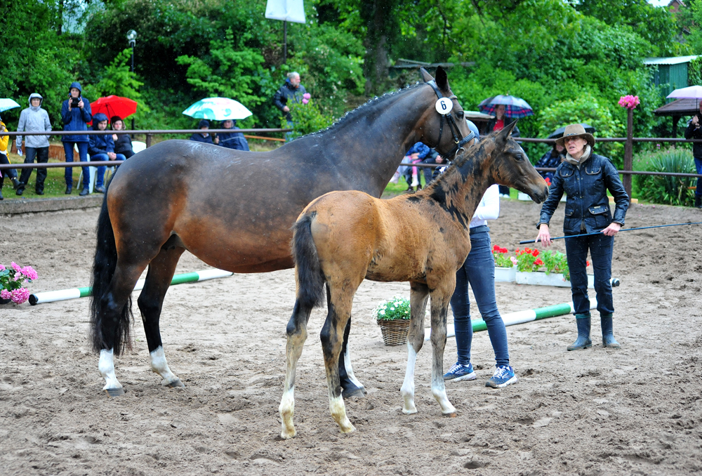 Trakehner Hengstfohlen von Glcksruf u.d. Pr.St. Gabbana v. High Motion - Alter Fritz  - Gestt Hmelschenburg - Beate Langels