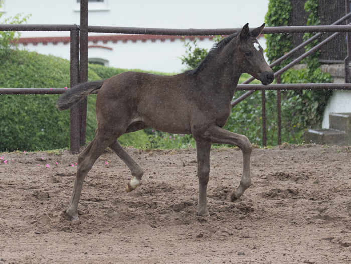 Karihma - Trakehner Stutfohlen von His Moment u.d. Karidia v. Saint Cyr u.d. Pr.St. Karida v. Oliver Twist - Foto: Beate Langels - Trakehner Gestt Hmelschenburg