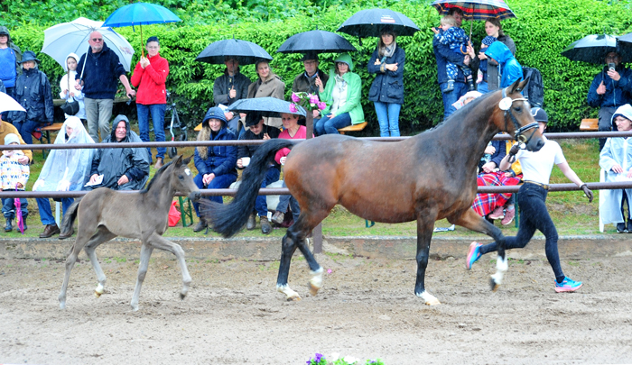 Karihma - Trakehner Stutfohlen von His Moment u.d. Karidia v. Saint Cyr u.d. Pr.St. Karida v. Oliver Twist - Foto: Beate Langels - Trakehner Gestt Hmelschenburg