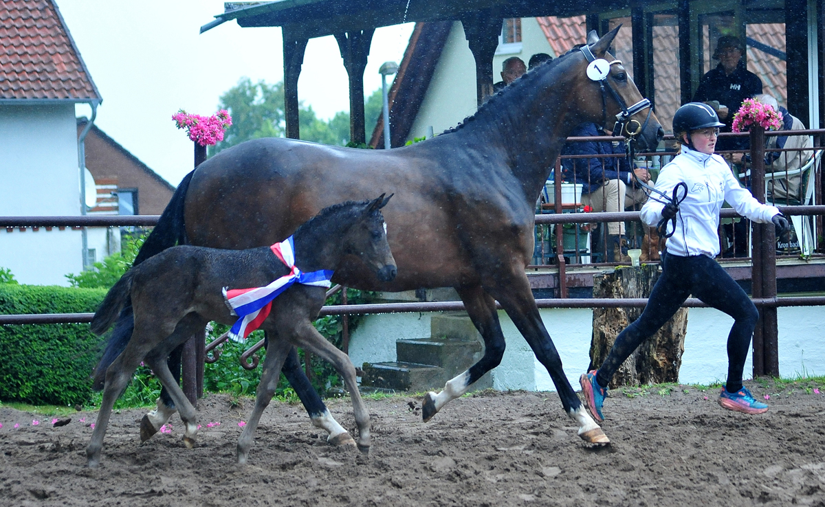 Karihma - Trakehner Stutfohlen von His Moment u.d. Karidia v. Saint Cyr u.d. Pr.St. Karida v. Oliver Twist - Foto: Beate Langels - Trakehner Gestt Hmelschenburg