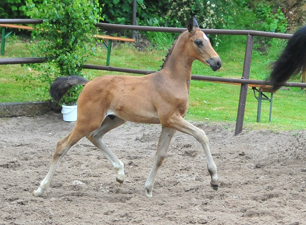 Hengstfohlen von Shavalou u.d. Guccia v. Zauberdeyk - 25.Mai 2025 - Trakehner Gestt Hmelschenburg