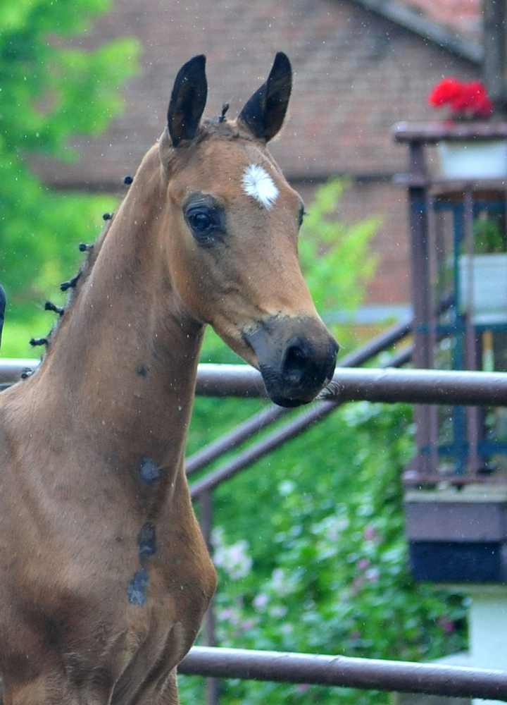 Hengstfohlen von Shavalou u.d. Guccia v. Zauberdeyk - 25.Mai 2025 - Trakehner Gestt Hmelschenburg