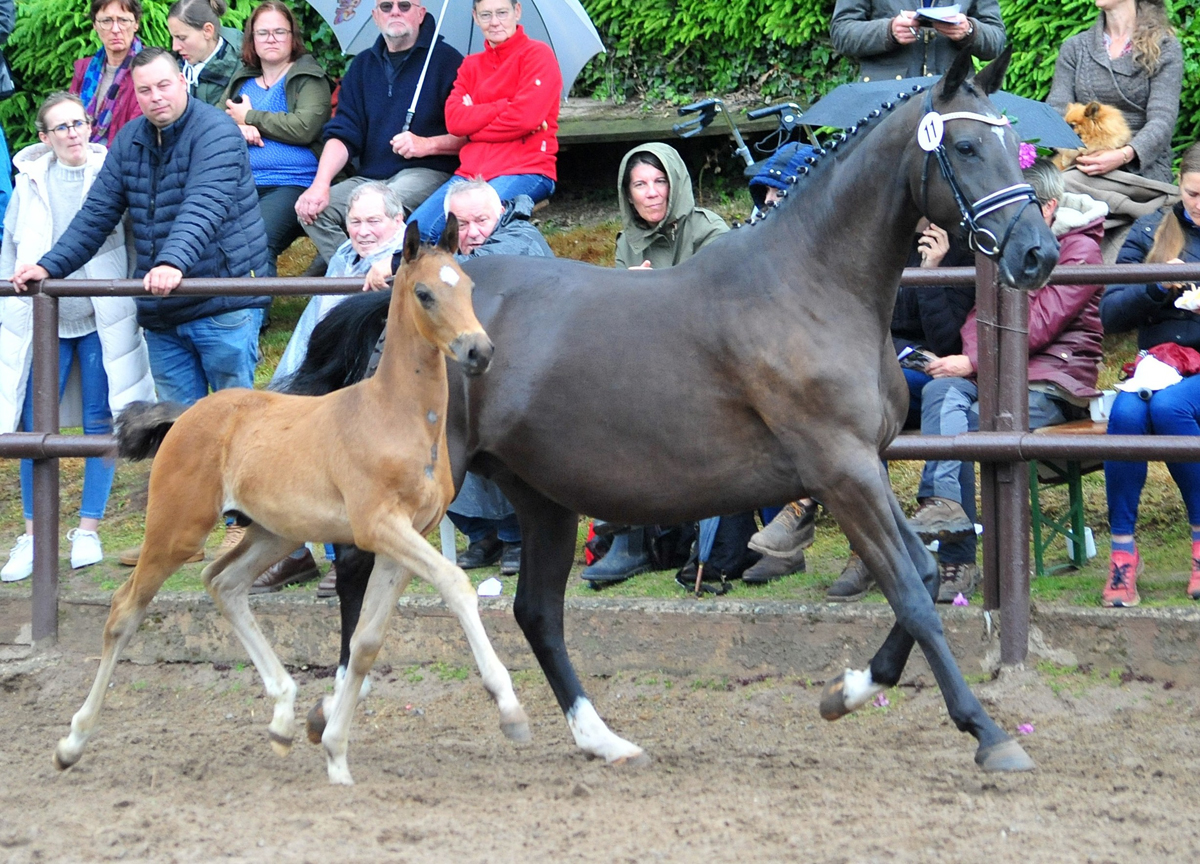 Hengstfohlen von Shavalou u.d. Guccia v. Zauberdeyk - 25.Mai 2025 - Trakehner Gestt Hmelschenburg