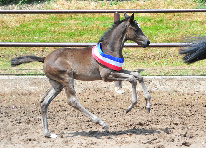 Karihma - Trakehner Stutfohlen von His Moment u.d. Karidia v. Saint Cyr u.d. Pr.St. Karida v. Oliver Twist - Foto: Beate Langels - Trakehner Gestt Hmelschenburg