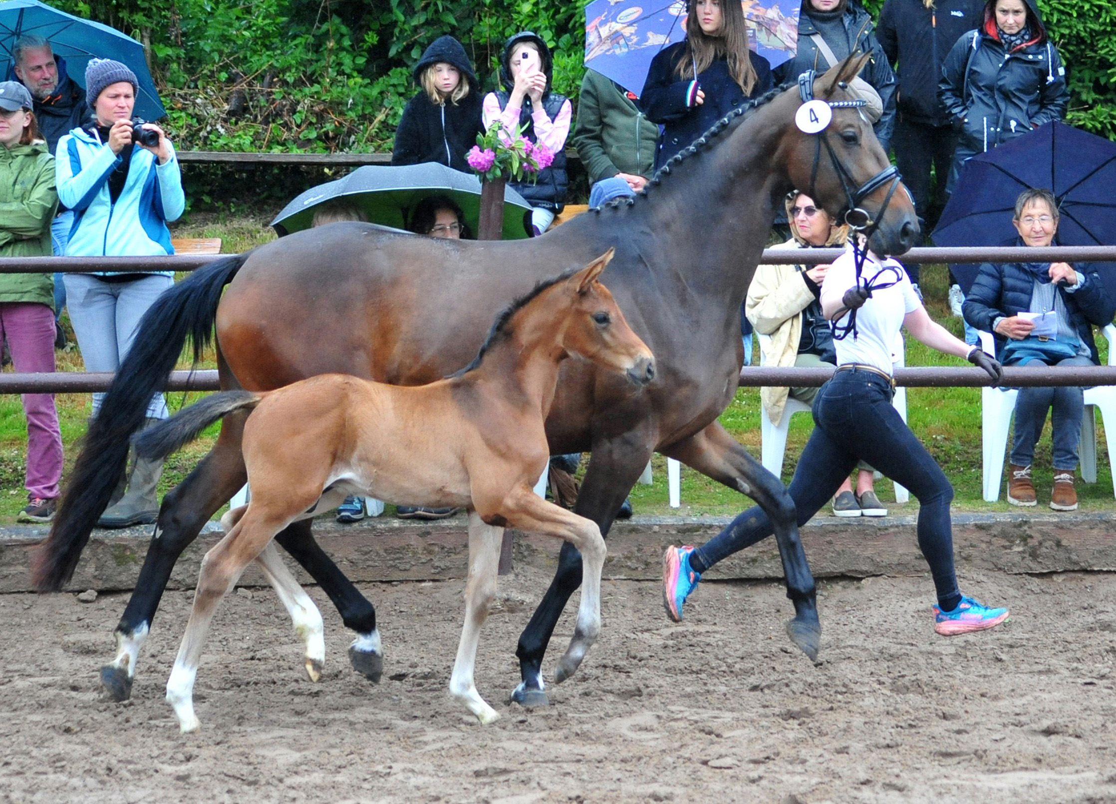 Trakehner Hengstfohlen von Glcksruf u.d. Pr.St. Val d'Amour v. Tantalos - High Motion  - Gestt Hmelschenburg - Beate Langels