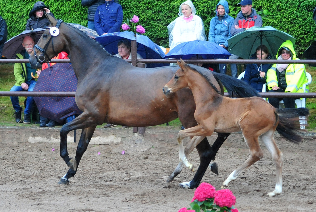Trakehner Hengstfohlen von Glcksruf u.d. Pr.St. Val d'Amour v. Tantalos - High Motion  - Gestt Hmelschenburg - Beate Langels