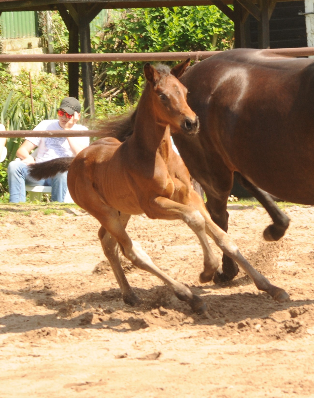 Hengstfohlen von Glcksruf u.d. Valentine v. High Motion - 
Trakehner Gestt Hmelschenburg - Foto: Beate Langels