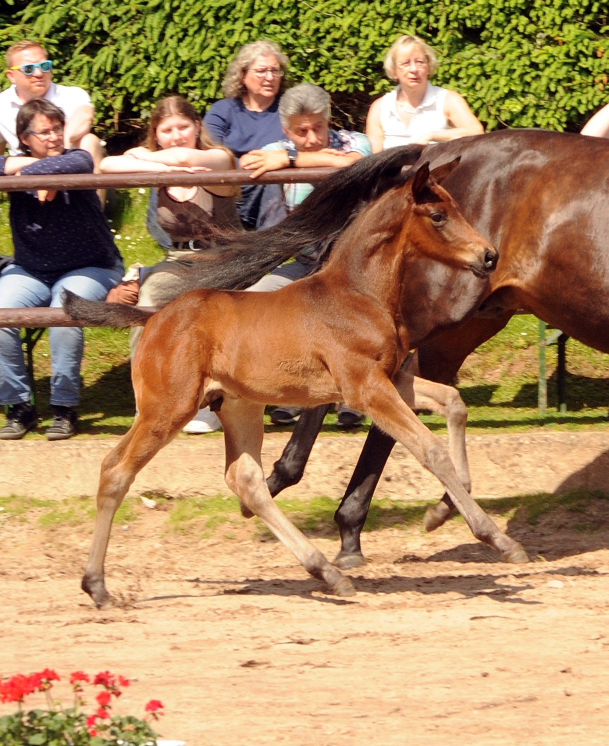 Hengstfohlen von Glcksruf u.d. Valentine v. High Motion - 
Trakehner Gestt Hmelschenburg - Foto: Beate Langels
