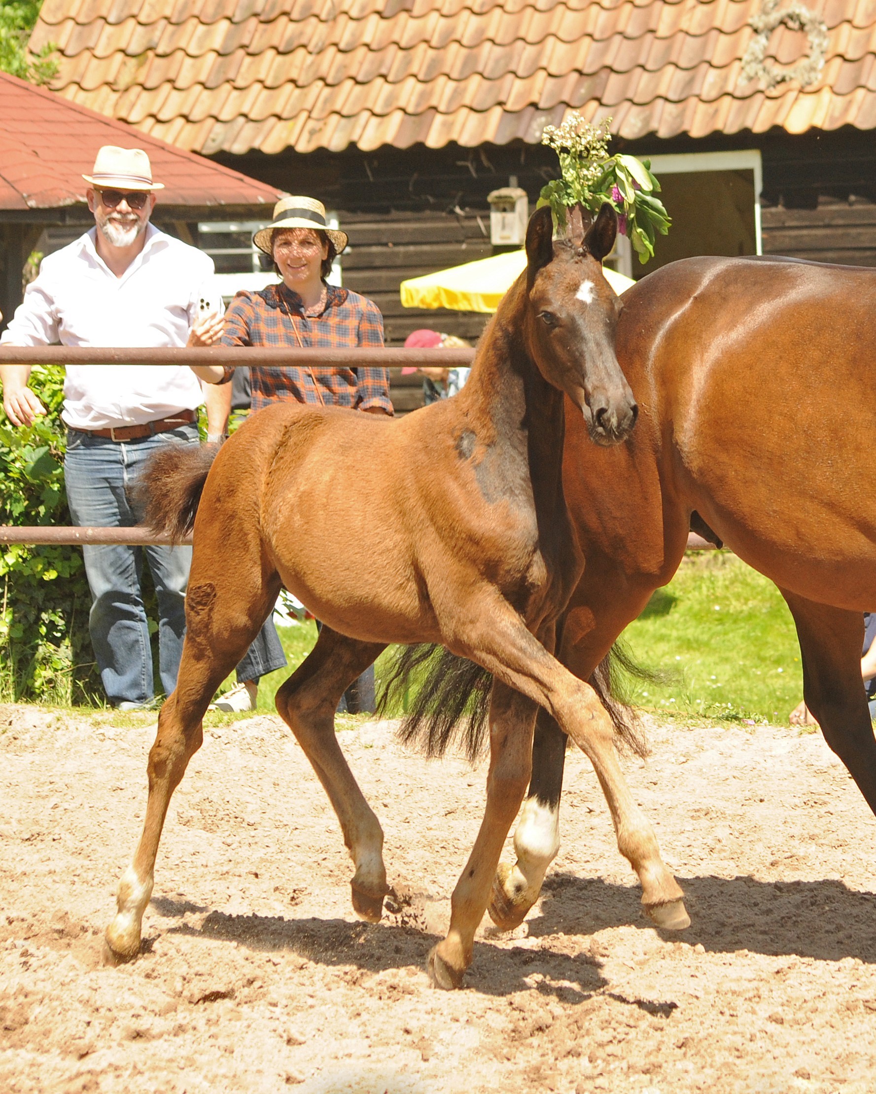 Trakehner Stute Talizia von Zauberdeyk u.d. Pr.St. Taluna v. Alter Fritz - Foto: Beate Langels - Trakehner 
Gestt Hmelschenburg