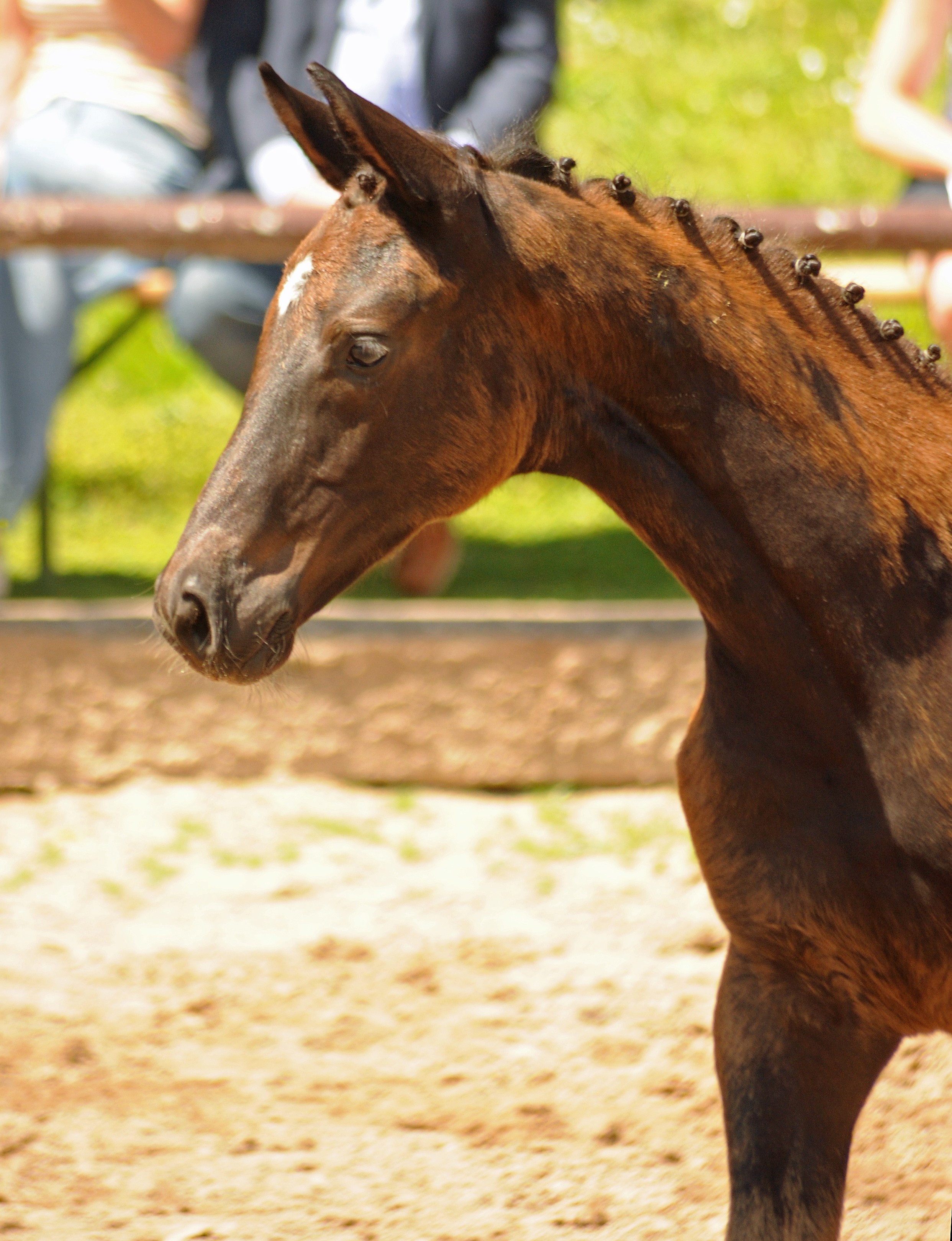 Trakehner Stute Talizia von Zauberdeyk u.d. Pr.St. Taluna v. Alter Fritz - Foto: Beate Langels - Trakehner 
Gestt Hmelschenburg