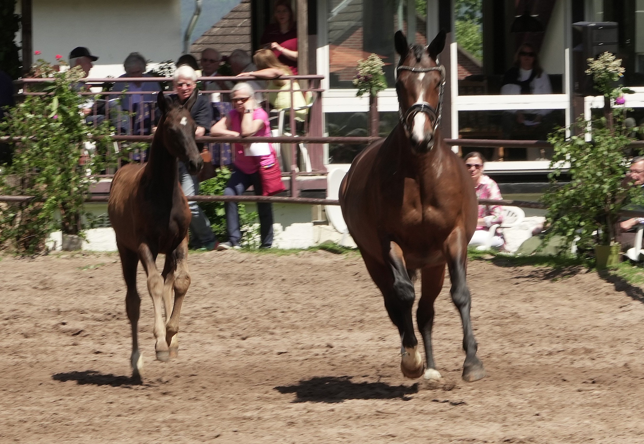 Trakehner Stute Talizia von Zauberdeyk u.d. Pr.St. Taluna v. Alter Fritz - Foto: Beate Langels - Trakehner 
Gestt Hmelschenburg