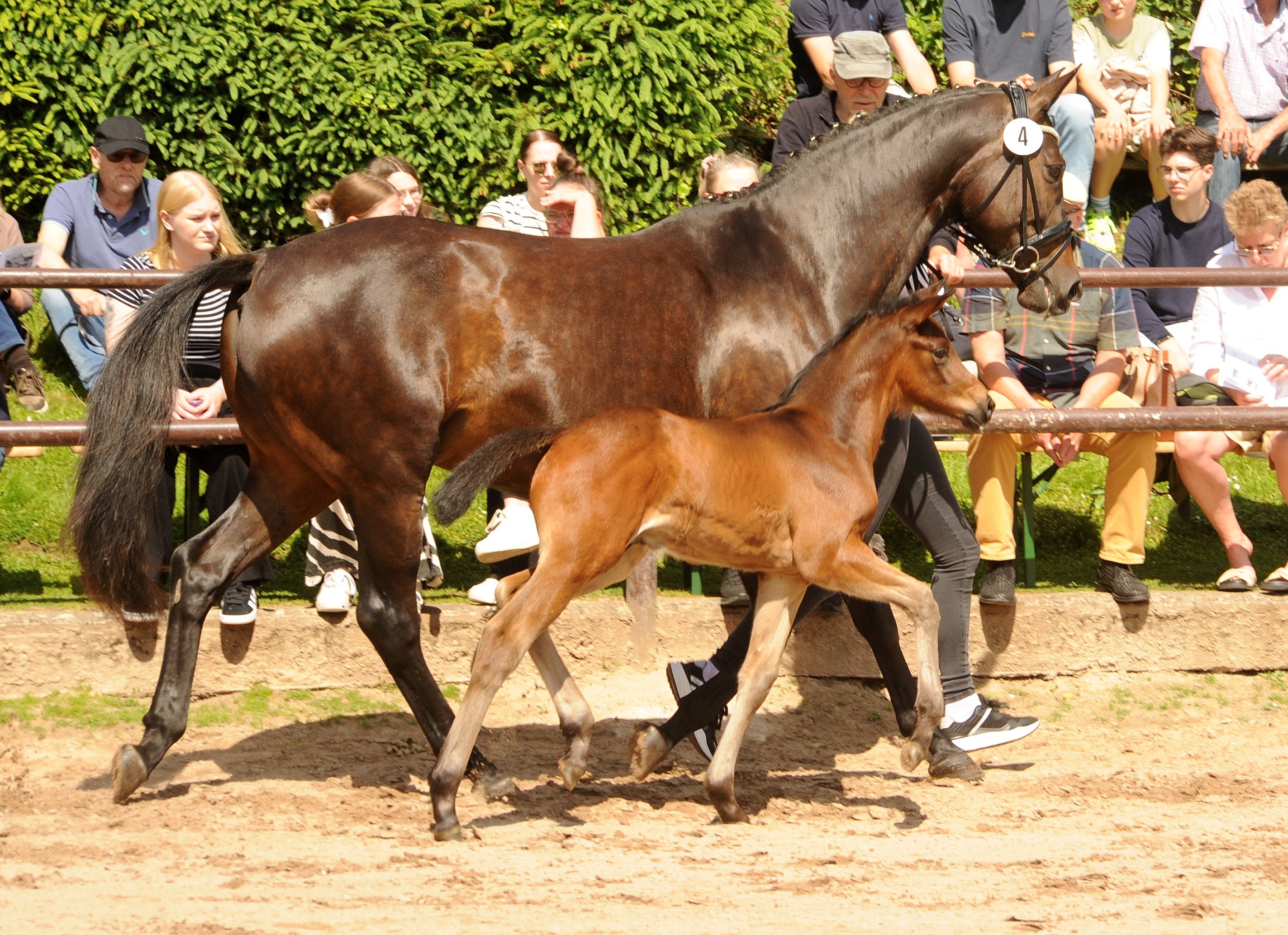 Hengstfohlen von Glcksruf u.d. Valentine v. High Motion - 
Trakehner Gestt Hmelschenburg - Foto: Beate Langels