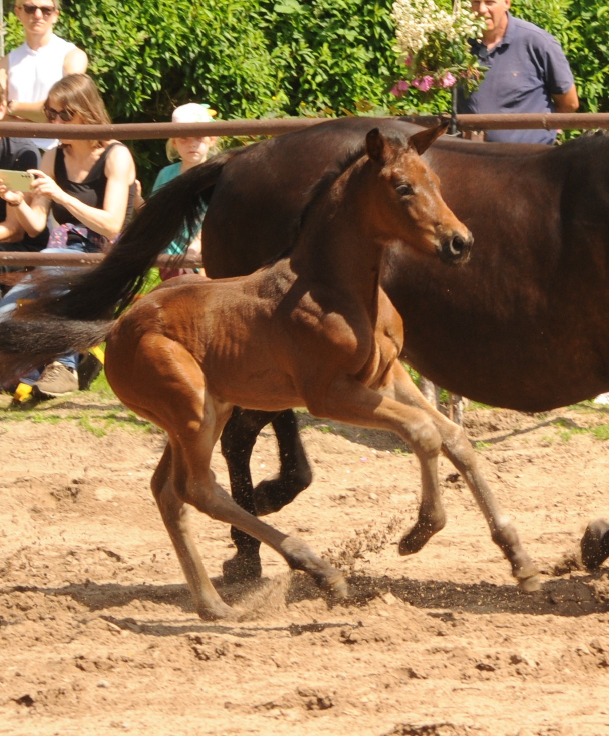 Hengstfohlen von Glcksruf u.d. Valentine v. High Motion - 
Trakehner Gestt Hmelschenburg - Foto: Beate Langels