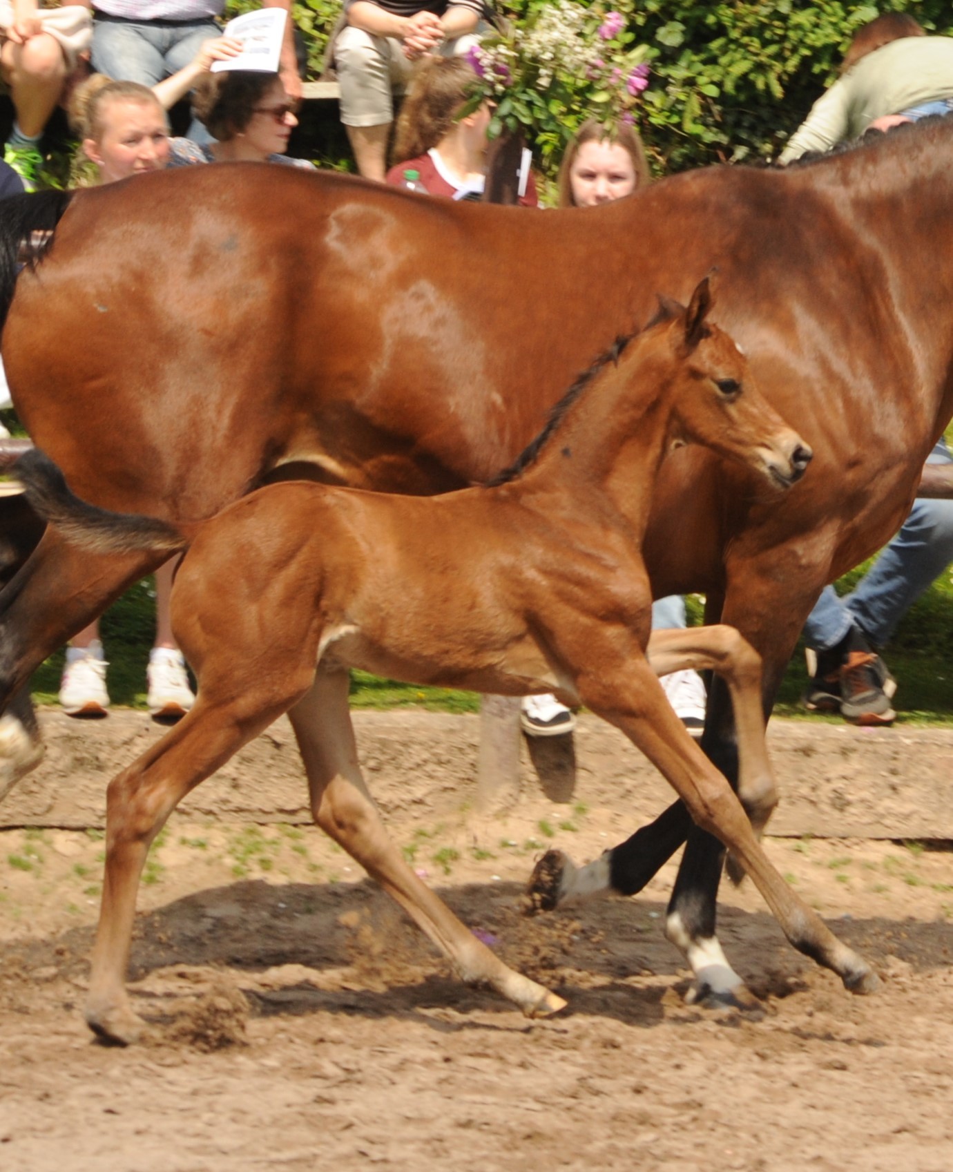 Trakehner Hengstfohlen v. Preußen Party x Saint Cyr - Trakehner Gestüt Hämelschenburg - Foto: Beate Langels