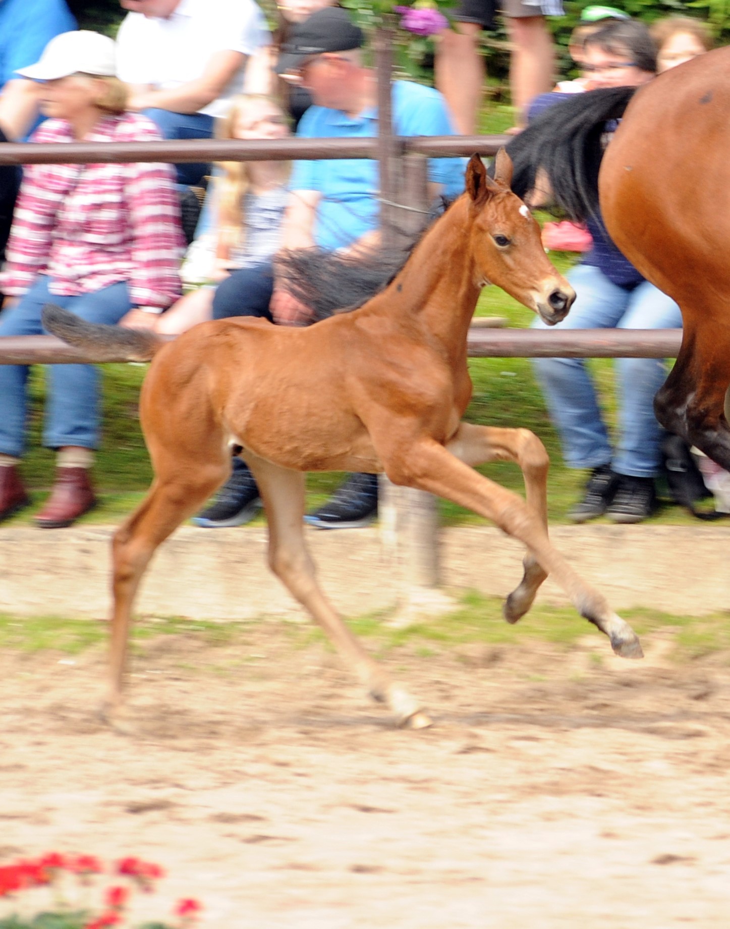 Trakehner Hengstfohlen v. Preußen Party x Saint Cyr - Trakehner Gestüt Hämelschenburg - Foto: Beate Langels