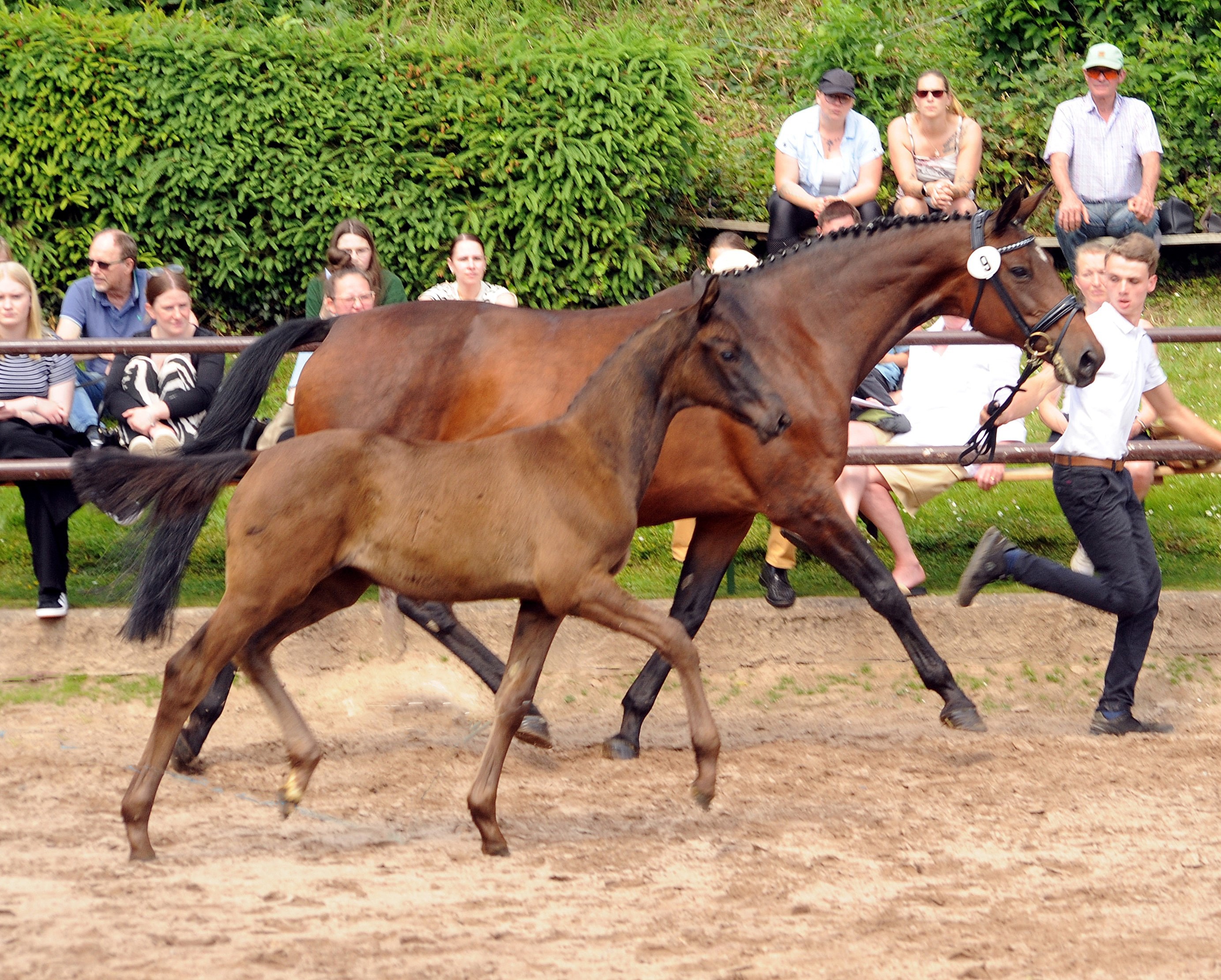 Trakehner Stute Schwalbe's Party von Preuen Party u.d. P.u.St.PrSt. Schwalbenlicht v. Imperio - Foto: Beate Langels - 
Trakehner Gestt Hmelschenburg