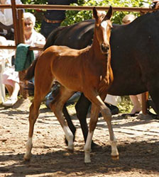Filly by Exclusiv