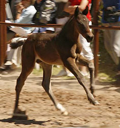 2nd Champion of the Colts - Brown colt of  Summertime out of Schwalbenflair by Exclusiv