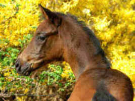 Filly by Freufenfest a.d. Agatha Christie by Showmaster, Breeder and owner: Karl-Heinz Kriwet, Bad Pyrmont