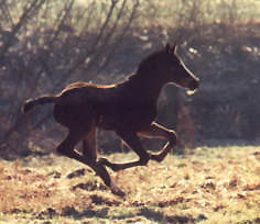 4 days old filly by Freudenfest