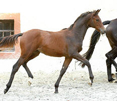 Filly by Freudenfest