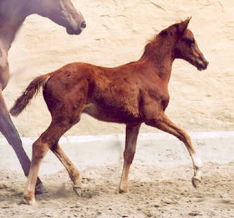 8 weeks old filly by Freudenfest out of Kassuben by Enrico Caruso