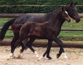 Trakehner filly by Alter Fritz