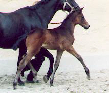 Filly by Summertime out of Hepburn by Kostolany