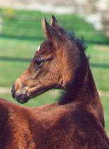Filly by Summertime