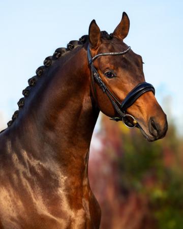 F-ONE Oldenburger Hengst von F�rst Toto u.d. Schwalbenflocke v. Sir Donnerhall I u.d. Schwalbendiva v. Totilas 
Trakehner Gest�t H�melschenburg - Beate Langels