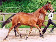Filly by Freudenfest out of Premium-Mare Kalmar by Exclusiv